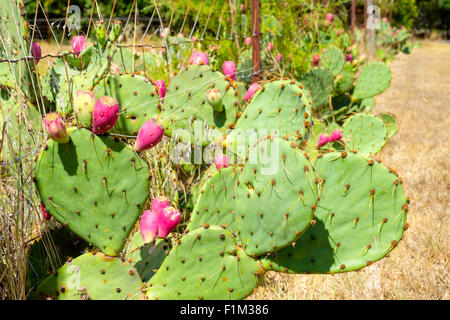 Prickly Pear cactus Opuntia engelmannii mit Obst wächst einem Drahtzaun in Georgetown, Texas Stockfoto