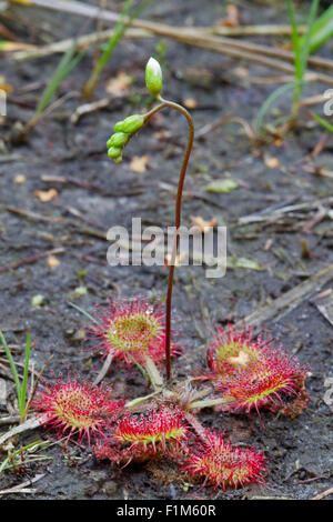 Sonnentau (Drosera Rotundifolia) mit Blütenstand, kurz vor der Blütenknospen öffnen Stockfoto
