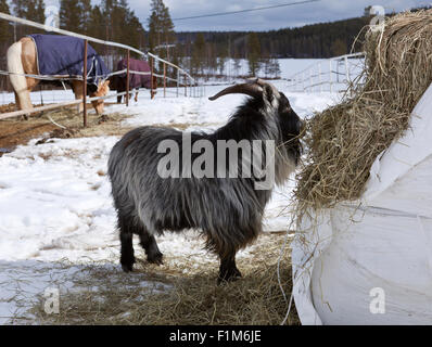 Zwerg, Zwergziegen und es ist Ballen hey. Winter, Schnee und Pferde auf der linken Seite auf die Koppel. Stockfoto