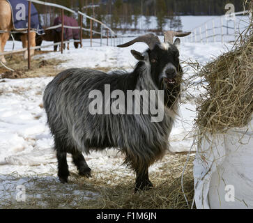 Zwerg, Zwergziegen und es ist Ballen hey. Winter, Schnee und Pferde auf der linken Seite auf die Koppel. Stockfoto