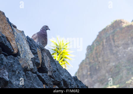 Taube Vogel sitzt auf Steinmauer, Palme und Berg im Hintergrund Stockfoto