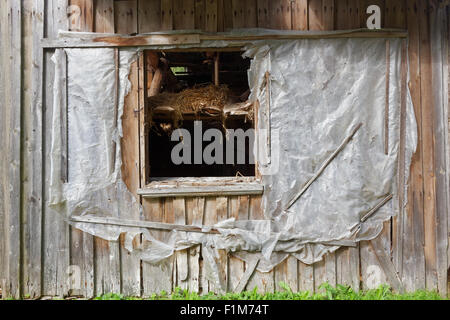 zerbrochenes schwarzes Fenster in einer Holzwand des zerstörten Hauses. Stockfoto