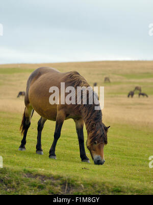 Exmoor Ponys auf Kipscombe Hill, Exmoor, Devon Stockfoto