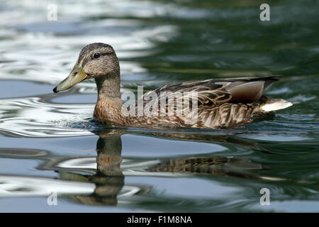 weibliche Stockente auf dem Wasser im schönen Kontrast Pf Abendlicht Stockfoto