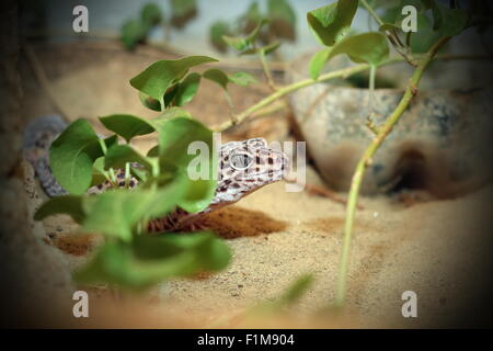 Leopard Gekko Eidechse versteckt auf einem terrarium Stockfoto