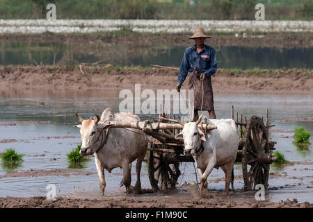 Mann, Reis Bauer auf einem Wagen, gezogen von Ochsen im Reisfeld, Inwa, Region Mandalay, Myanmar Stockfoto