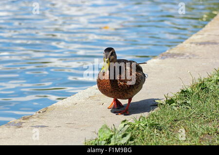 zahme weibliche Stockente in der Nähe von dem See im Stadtpark Stockfoto