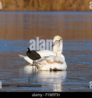 Höckerschwäne und Blässhühner, die versuchen, in einem Wintertag warm auf dem Eis Stockfoto