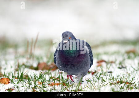 Taube, die zu Fuß in Richtung der Kamera auf Schnee in einem Wintertag Stockfoto