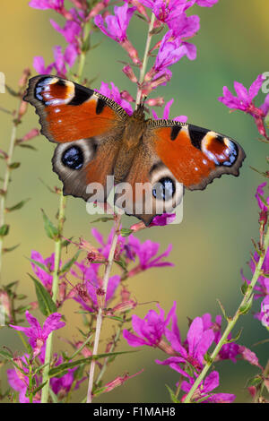 Peacock Motte, Pfau, Besuch einer Blume, Tagpfauenauge, Inachis Io, Nymphalis Io Blütenbesuch, Nektarsuche, Tag-Pfauenauge Stockfoto