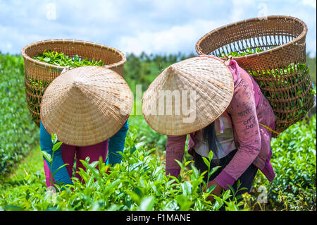 Bauern, die Teeblätter in der Provinz Lam Dong, Vietnam, ernten. Stockfoto