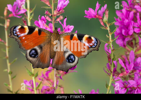 Peacock Motte, Pfau, Besuch einer Blume, Tagpfauenauge, Inachis Io, Nymphalis Io Blütenbesuch, Nektarsuche, Tag-Pfauenauge Stockfoto