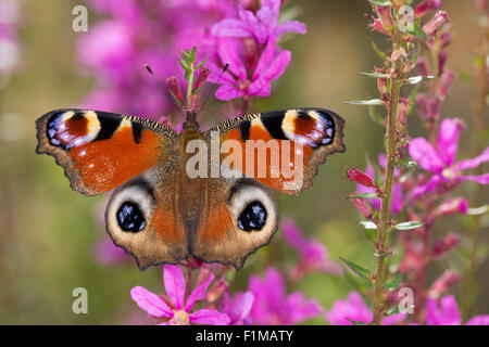 Peacock Motte, Pfau, Besuch einer Blume, Tagpfauenauge, Inachis Io, Nymphalis Io Blütenbesuch, Nektarsuche, Tag-Pfauenauge Stockfoto