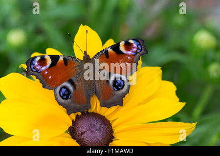 Peacock Motte, Pfau, Besuch einer Blume, Tagpfauenauge, Inachis Io, Nymphalis Io Blütenbesuch, Nektarsuche, Tag-Pfauenauge Stockfoto