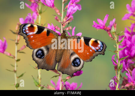 Peacock Motte, Pfau, Besuch einer Blume, Tagpfauenauge, Inachis Io, Nymphalis Io Blütenbesuch, Nektarsuche, Tag-Pfauenauge Stockfoto