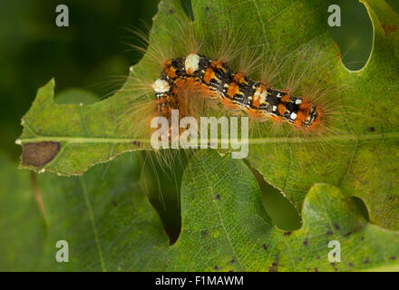 Knappen Merveille du Jour, Raupe, Orion-Eule, Orioneule, Seladoneule, Seladon-Eule, Raupe, Moma Alpium, Diphthera Alpium Stockfoto