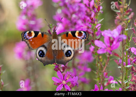 Peacock Motte, Pfau, Besuch einer Blume, Tagpfauenauge, Inachis Io, Nymphalis Io Blütenbesuch, Nektarsuche, Tag-Pfauenauge Stockfoto