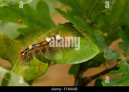 Knappen Merveille du Jour, Raupe, Orion-Eule, Orioneule, Seladoneule, Seladon-Eule, Raupe, Moma Alpium, Diphthera Alpium Stockfoto