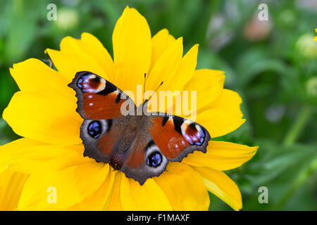 Peacock Motte, Pfau, Besuch einer Blume, Tagpfauenauge, Inachis Io, Nymphalis Io Blütenbesuch, Nektarsuche, Tag-Pfauenauge Stockfoto