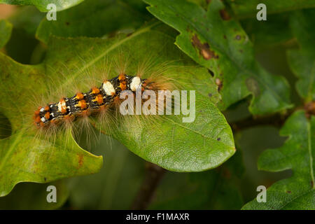 Knappen Merveille du Jour, Raupe, Orion-Eule, Orioneule, Seladoneule, Seladon-Eule, Raupe, Moma Alpium, Diphthera Alpium Stockfoto