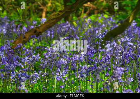 gemeinsamen Glockenblumen Hyacinthoides non-Scripta uk Stockfoto