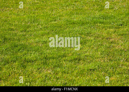 Grasgrün Hintergrund, Textur, Muster - hohe Auflösung. Stockfoto