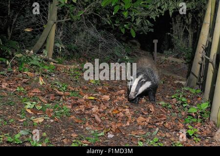 Europäischer Dachs (Meles Meles) in einem Garten durch eine Lücke im Zaun, Wiltshire, UK, Juni.  Durch eine remote-Kamera-Falle genommen. Stockfoto