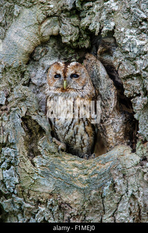 Waldkauz Strix Aluco Schlafplatz in Loch im Baum. Stockfoto