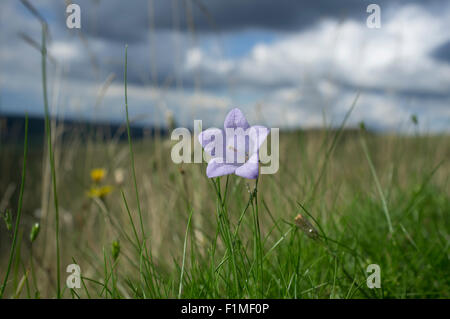 Glockenblume, Campanula Rotundifolia, auch bekannt als der schottische Glockenblume. South Downs National Park, UK Stockfoto