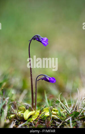 Pinguicula Vulgaris - gemeinsame Fettkraut A Insektenfresser britische Wildblumen blühen von Mai bis Juli in Sümpfen, Mooren und feuchten hea Stockfoto