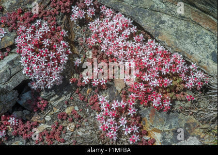 Englische Fetthenne - Sedum anglicum Stockfoto