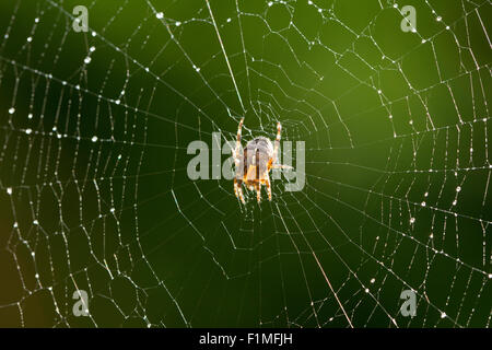 Nahaufnahme Bild der gemeinsamen Gartenspinne (Araneus diadematus) auf dem Netz kurz nach dem Regen in Großbritannien Stockfoto