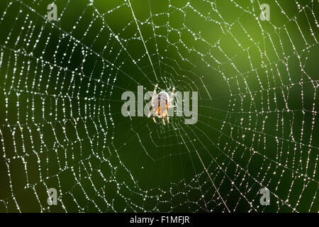 Nahaufnahme Bild der gemeinsamen Gartenspinne (Araneus diadematus) auf dem Netz kurz nach dem Regen in Großbritannien Stockfoto