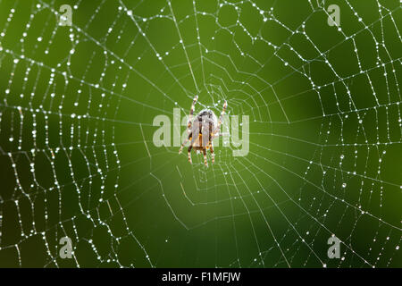 Nahaufnahme Bild der gemeinsamen Gartenspinne (Araneus diadematus) auf dem Netz kurz nach dem Regen in Großbritannien Stockfoto