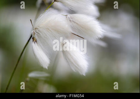 Wollgras Angustifolium - Wollgras Stockfoto