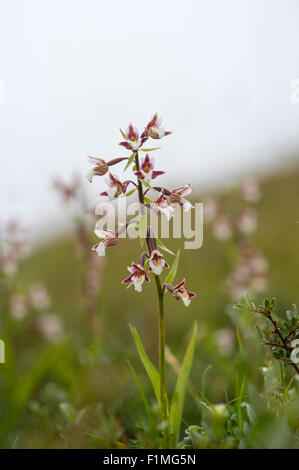 Epipactis Palustris - Sumpf-Helleborine Stockfoto