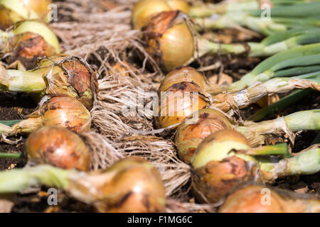 Frisch Garten selbst angebauten Zwiebeln England UK Gartenarbeit anweisenden Bild Stockfoto