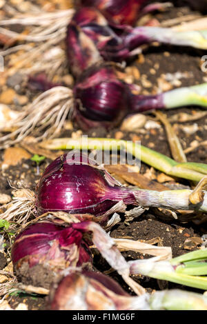 Frisch Garten selbst angebauten roten Zwiebeln England UK Gartenarbeit anweisenden Bild Stockfoto