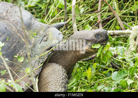 Nahaufnahme von der Seite einer Galapagos-Riesenschildkröte. Stockfoto