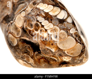 Turitella Achat - Achat aus Green River-Formation, Wyoming, mit fossilen Schnecken Stockfoto