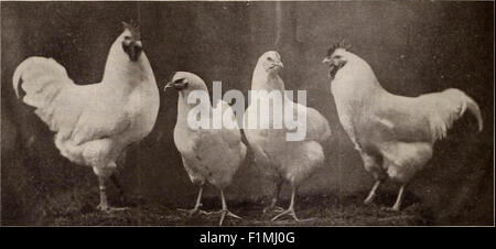 Die östlichen poultryman Stockfoto