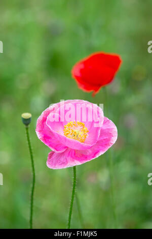 Papaver Rhoeas. Rosa Mohn in einer englischen Wildblumen Garten. England Stockfoto