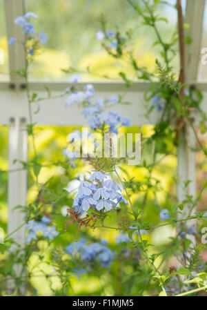 Plumbago Auriculata. Cape Leadwort Blumen in einem Gewächshaus Stockfoto