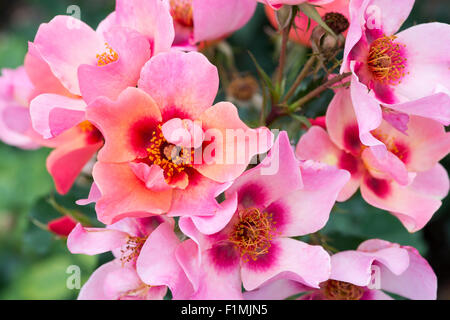 Rosa "For Your Eyes Only". Floribunda Rose Stockfoto