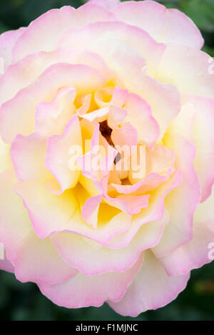 Rosa Frieden 'Madame A. Meilland'. Hybride Terose Stockfoto