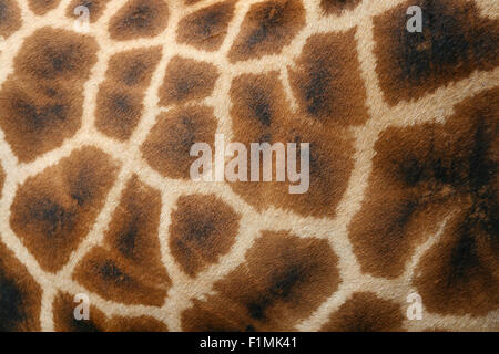 Giraffe Haut Stockfoto