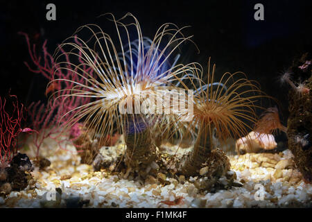 Zwei bunte Seeanemonen verankert auf den Felsen mit offenen Tentakeln Stockfoto