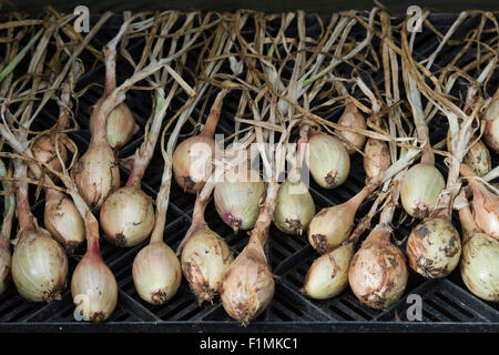 Allium Cepa Aggregatum "Rote Gourmet", Schalotten. Austrocknen Schalotten für das Winterlager Stockfoto