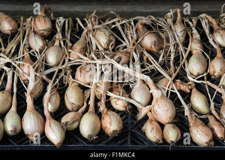 Allium Cepa Aggregatum "Vigarmor", Schalotten. Austrocknen Schalotten für das Winterlager Stockfoto