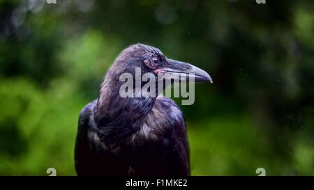 Ein 10 Wochen alten Rabe (Corvus Corax), scharf, Seite auf, nur Kopf und Schultern vor einem verschwommenen Hintergrund von grünem Laub. Stockfoto